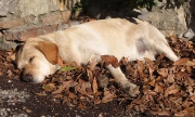 25 Il ferocissimo guardiano della cascina..!!